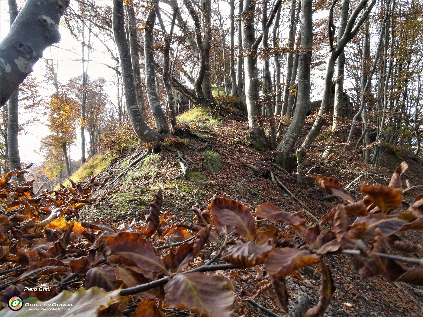 39 Bellissimi faggi salendo a Cima di Muschiada.JPG